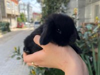 Safkan cüce mini Hollanda lop tavşanlar gönderilir