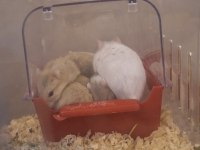 ELE ALIŞIK, SAĞLIKLI GONZALES HAMSTER YAVRULARI