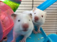 Bebek Suriye Hamster