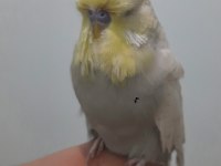 SHOW JUMBO MUHABBET KUŞU ERKEK