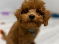 Erkek Toy poodle