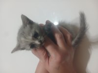 Yavru kedi siyam ile scottish kırık kulak yavruları