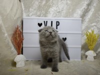 Safkan Top Kafa Scottish Fold Yavrumuz