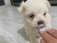 0 NUMARA AŞILI MALTESE YAVRULAR
