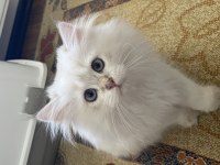 2.5 aylık british longhair yavrusu