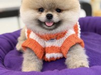 POMERANİAN BOO ORJİNAL RENGİ VE TÜY KALİTELİ YAVRUMUZ