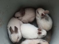 Himalayan cüce bebek tavşanlar