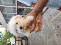 Maltese terrier köpekleri