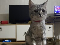 British shorthair duman yeni yuvasını bekliyor