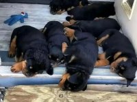 Dişi erkek rottweiler kapıda ödemeli güvenli sistem