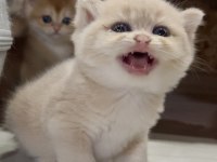 Saf Kan Golden British Shorthair Yavruları (Wcf Kayıtlı)