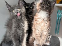 Tescilli en büyük maine coon KOR UN yavruları