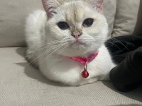 British shorthair 1,5 yaşında