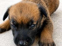 Safkan Belçika Kurdu Malinois