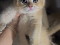 British Shorthair Ny12 Safkan Erkek