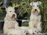 FCI Şecereli Miniature Schnauzer Pure White (Beyaz)
