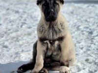 YURT DIŞI YURT İÇİ HER YERE KANGAL GÖNDERİM SAĞLANIR