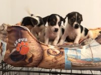 Her renk her desen sıfır boy uygun jack russell