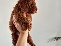 Koyu dişi poodle
