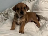 Ücretsiz Sahiplendirme Yavru Köpek Ömürlük Yuva