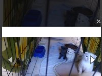 Scottish fold 4 kardeş