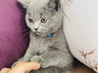 Sahiplendirme british shorthair