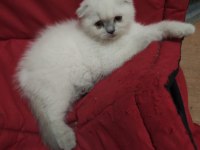 Scottish Fold Dişi