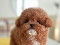 SAGLIK VE IRK GARANTILI TOY POODLE YAVRULARIM