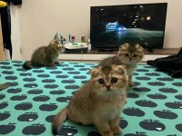 Scottish Fold Golden Bebekler