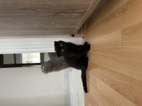 Kahverengi scottish fold yavrusu için yuva