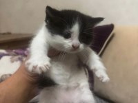 British shorthair yavrular
