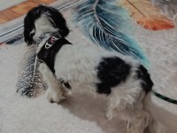 Maltese terrier erkek