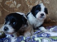 Morkie yavrular