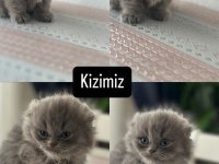 Kedilerim yeni sahiplerini bekliyorlar