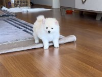 2 aylık beyaz yavru pomeranian
