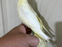 53 Günlük Evcil Lutino Bebek Sultan Papağanı
