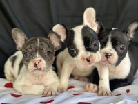 Fransız Bulldog Yavrularımız