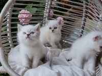 19 mayıs doğumlu british shorthair bebekler