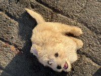 3 aylık tatlı oğlumuz maltese