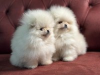 Ankaranın en seçkin pomeranian boo yavrular