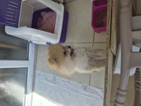 Pomeranian 2 aylık