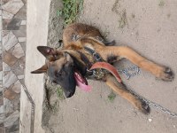4 aylık dişi belçika malinois