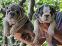 SİTENİN EN RENKLİ EN MÜTEVAZİ İNGİLİZ BULLDOGLARI
