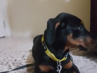 Saf Doberman yavrusu