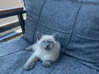 British Shorthair Blue Point Bebekler