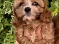 Maltipoo yavrularımda son nokta