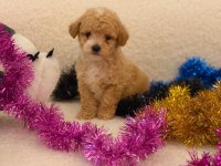 Sağlık Ve Irk Garantili Maltipoo Yavru
