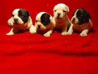 Sevimli ve Oyuncu French Bulldog Yavrular