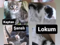 Smokin kedim 6 tane doğurdu
