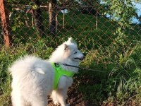 6 aylık erkek japon spitz